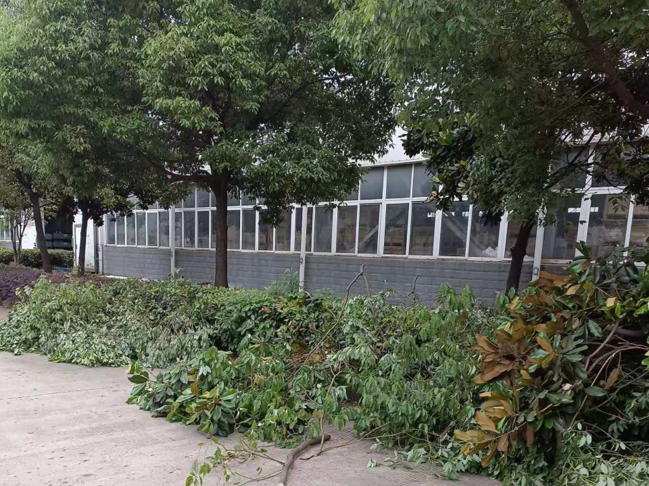 安徽皖新电机有限公司厂区园林绿化养护改造工程(图2) 安徽皖新电机有限公司厂区园林绿化养护及改造工程(图2)